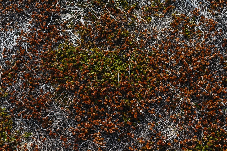 Flora found on the hills of Cape Spear