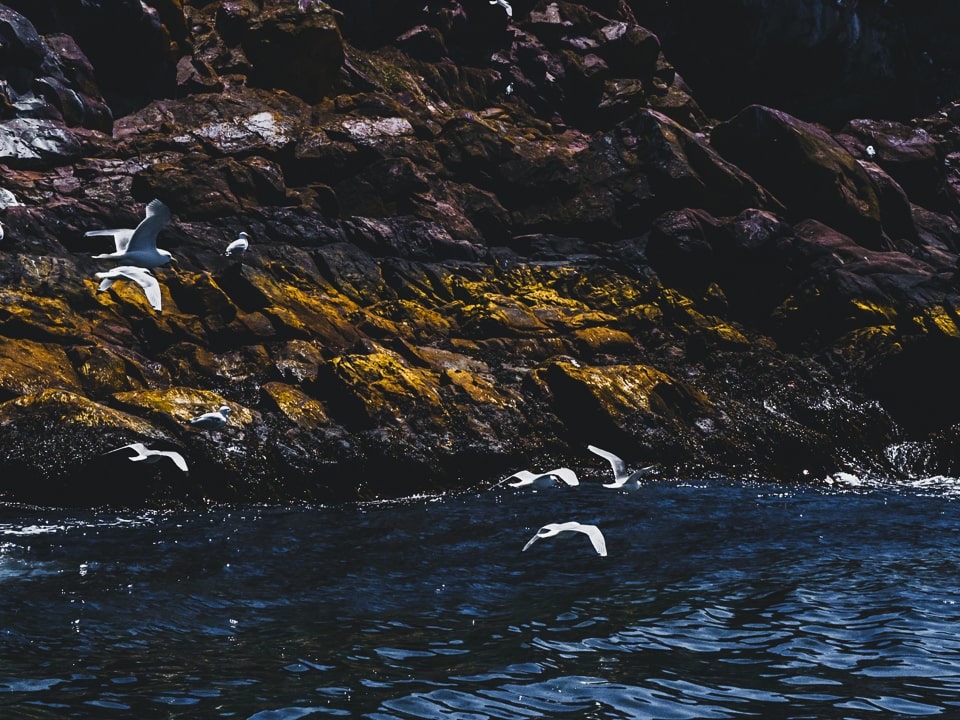 Seagulls flying just over the surface of the ocean