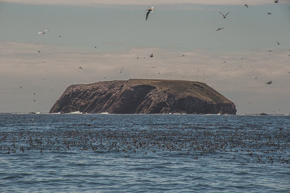 Endless flocks of birds