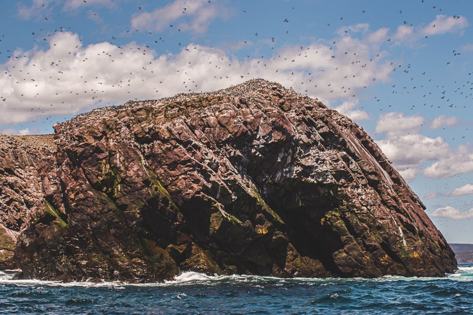 Millions of birds from half a dozen of species call these islands home
