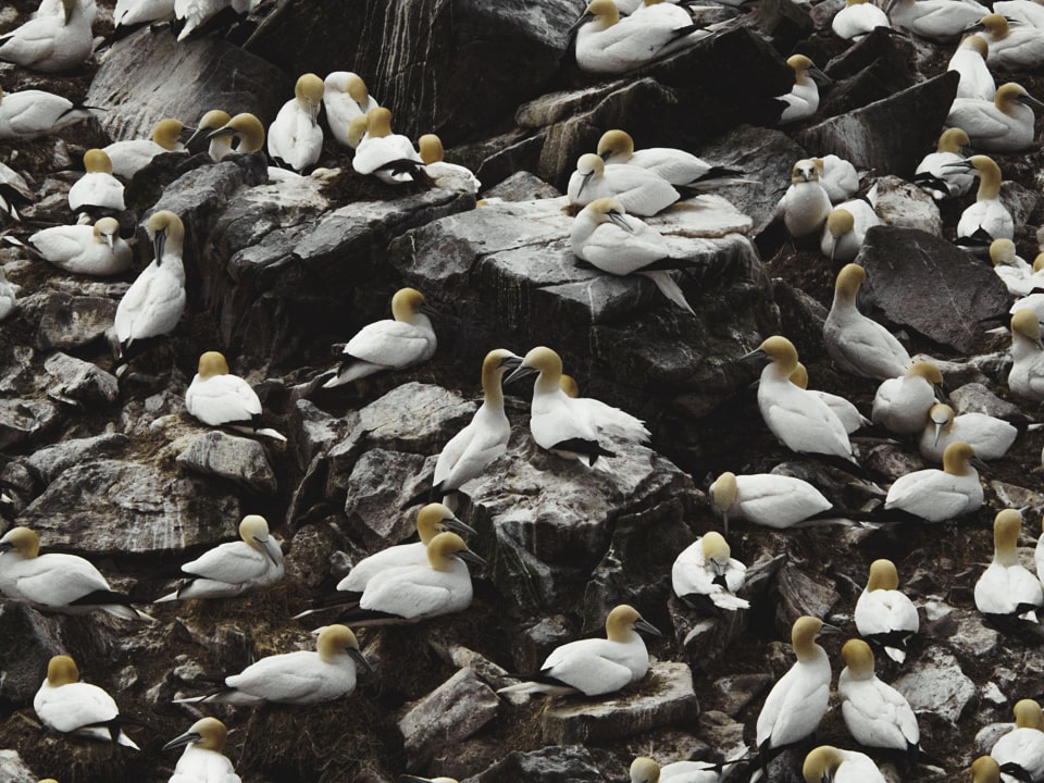 Gannets date and mate at Cape St Mary's