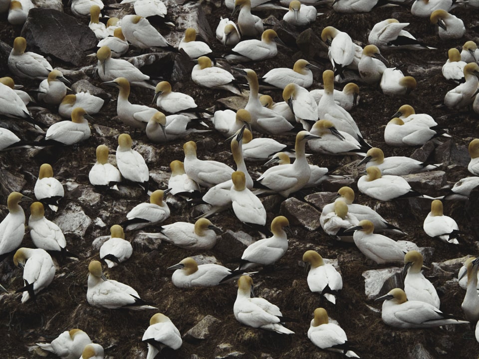 Thousands of birds upon thousands of birds