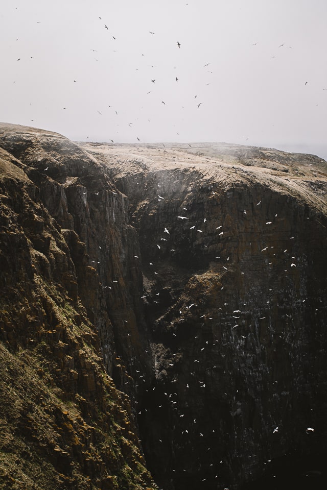 The birds thrive on those cliff drops averaging over 130m
