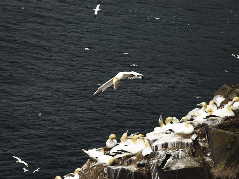 Some nest, some go pick up materials, none are slacking off