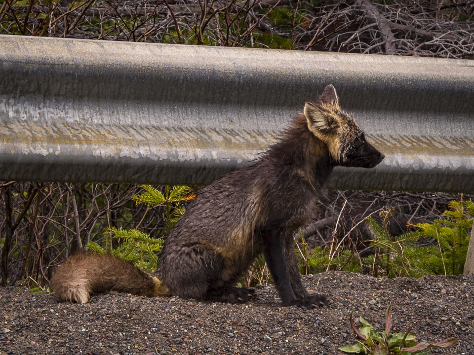 It's not uncommon to run into some wildlife on the side of the road