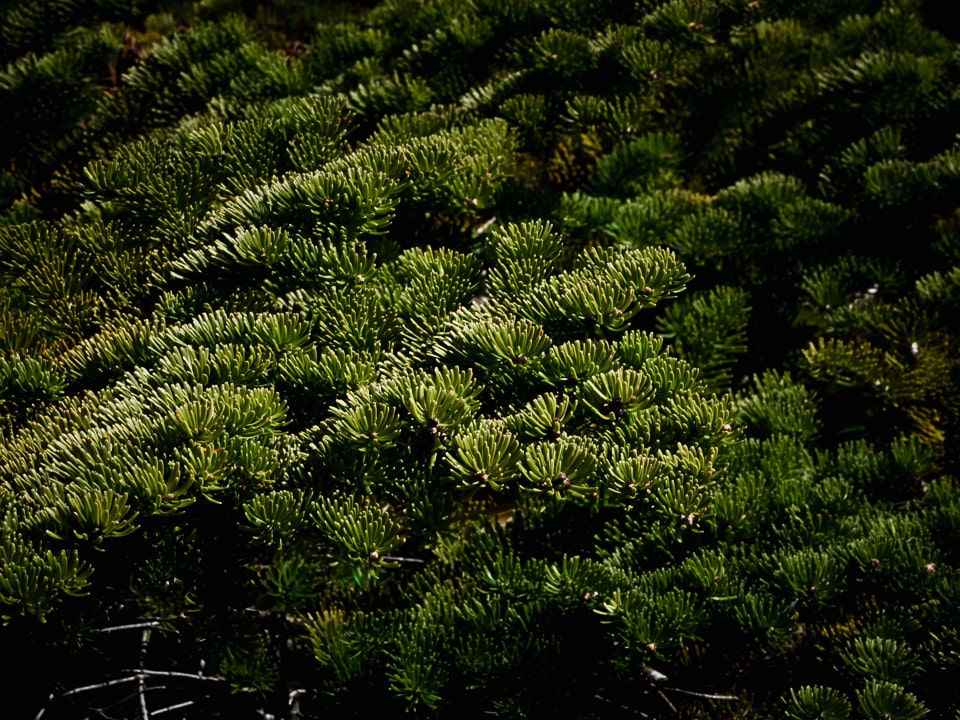 Thousands of juniper trees cover the island