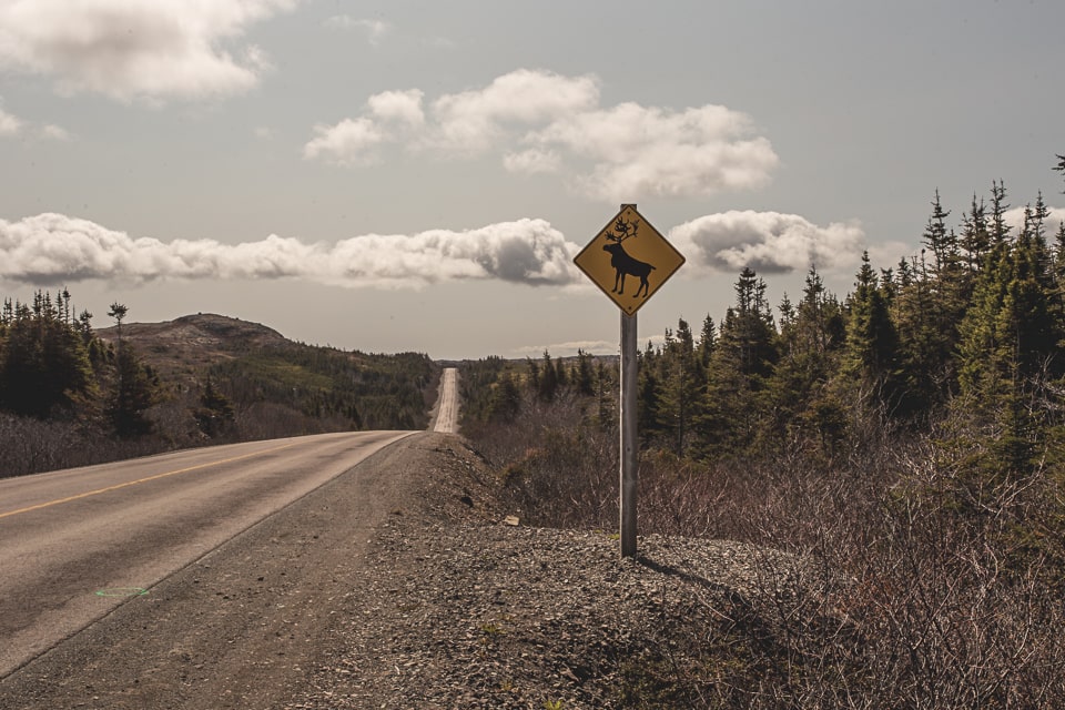 Despite the road signs, no signs of Caribou during our stay