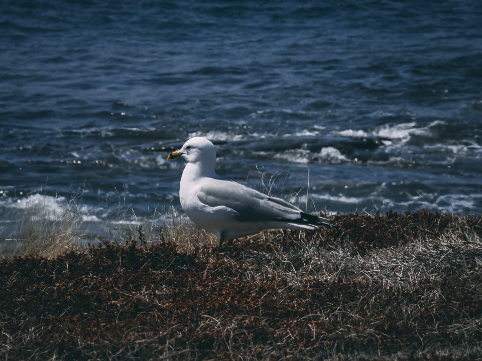 Seagull basking in the sun