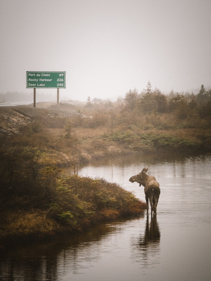 Finally, our first encounter with a moose