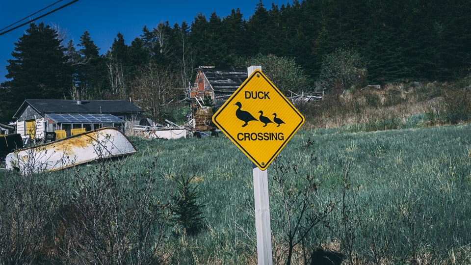 Less dangerous than moose but not any less worth of their sign