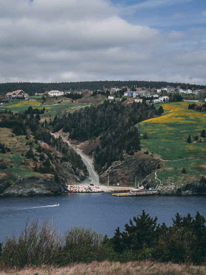 It's just been a week, yet the hills of St John's seem more flowery